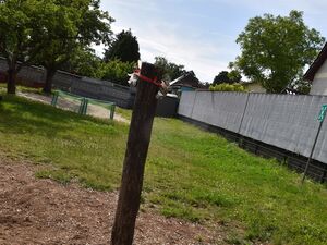 Draußen. Sonne, blauer Himmel, Wiese und ein Holzpfahl. Wenige Bäume spenden Schatten.