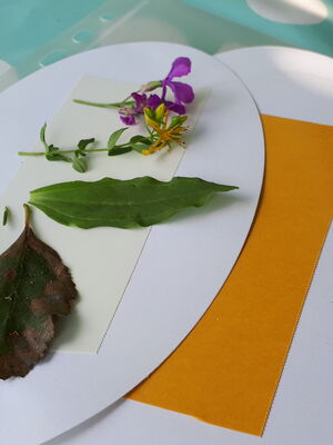 Zwei grüne Pflanzenblätter und eine kleine violette Blüte liegen auf weißer ovaler Pappe mit einem orangefarbenen Papierstreifen.