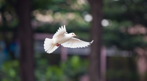 Foto: Kiều Trường pixabay.com/de/photos/vogel-taube-fliegende-taube-4062359/