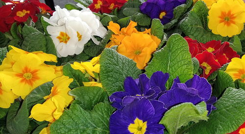 Blumen mit schönen farbigen Blüten, Gelb, Orange, Blau, Weiß | Stiefmütterchen