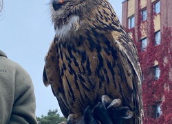 Falken Adler und Co unser Abenteuer auf dem Falkenhof