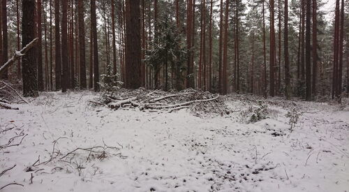 Wald vom Schnee bedeckt.