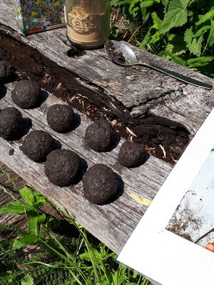 Auf einer Holzbank liegen mehrere runde Erdkugeln in einer Reihe. Daneben liegt ein Blatt mit Fotos und Anleitungen, vermutlich zum Herstellen von Samenbomben oder ähnlichen Naturprojekten.