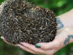 Zusammengerollter Igel auf zwei Händen gehalten.