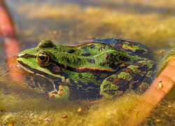 AWO Begleitete Elternschaft Marquardt