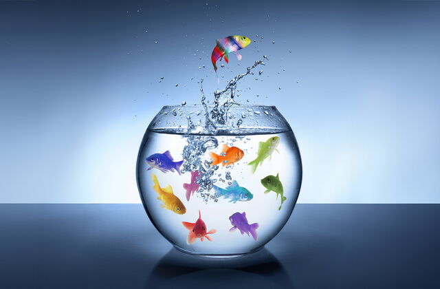 Ein Fischglas mit 9 farbigen Fischen im Wasser und ein bunter Fisch springt hoch in der Luft Wasserspritzer über der Öffnung.