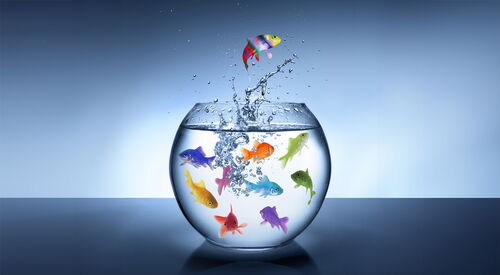 Ein Fischglas mit 9 farbigen Fischen im Wasser und ein bunter Fisch springt hoch in der Luft Wasserspritzer über der Öffnung.