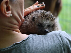 Frau von hinten. Igel auf die Schulter gelegt so das er zur Kamera blickt.