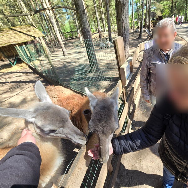 Tiere werden am Zaun gefüttert.