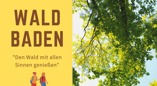 Das Bild zeigt ein Wald. Waldbaden. Den Wald mit allen Sinnen genießen