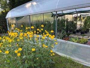 Ein großes Gewächshaus mit verschiedene Pflanzen. Davor sind gelbe Blumen die allmählich verblühen.