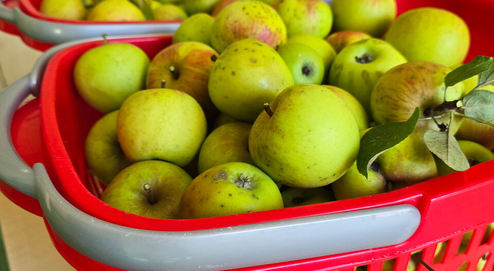 Unsere Apfel-Woche