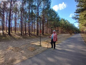 Ältere Frau steht auf einen Stock gestützt an einem Waldrand. Bäume, Natur und Sonnenschein.