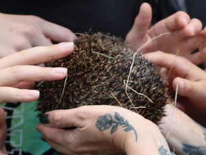 Frau hält Igel in beiden Händen um sie rum neugierige Schüler, die die Stacheln des Igels berühren.