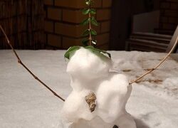 Willfriid I vom Schwalbenberg