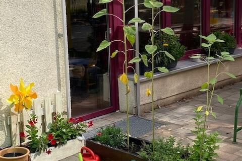 Ein Blumenkübel mit 2 Sonnenblumen die blühen und einer Kleineren im Wachstum. Vor dem Kübel stehen 6 farbige Gießkannen.