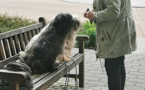 Ein zotteliger Hund sitzt auf einer Bank, Frau steht davor und blickt auf ihn hinab.