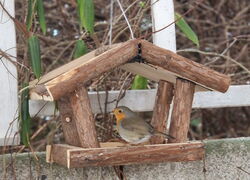 Das Rotkehlchen vom Rotkehlchenweg