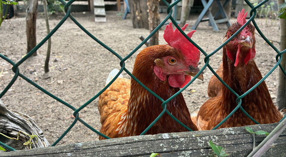 Blumen im Topf und Werkzeug-Set aus Schokolade