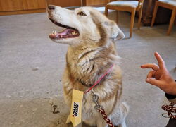 Hundebesuch im Seniorenzentrum