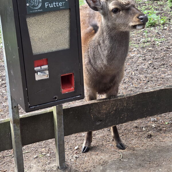 Ein kleines Zicklein steht neben dem Futterspender in Streichelgehege.