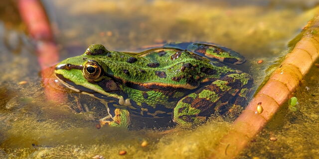 AWO Begleitete Elternschaft Marquardt