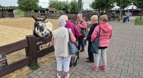 5 Frauen an einem Tiergehege. Ein gescheckter Esel guckt interessiert über den Holzzaun.