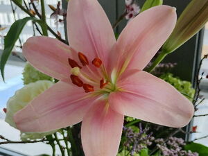 Nahaufnahme einer rosa Lilien-Blüte in voller Pracht.