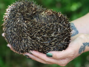 Zusammengerollter Igel auf zwei Händen gehalten.