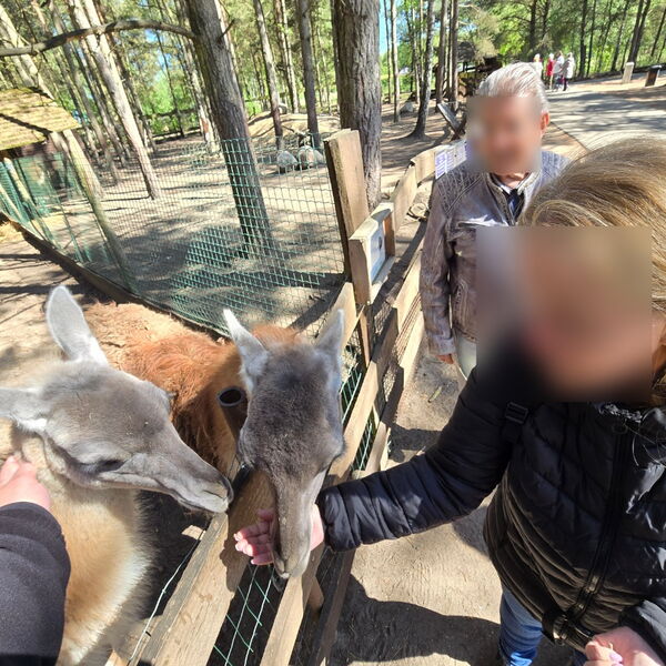Tiere werden am Zaun gefüttert.