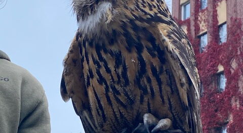 Falken, Adler und Co- unser Abenteuer auf dem Falkenhof