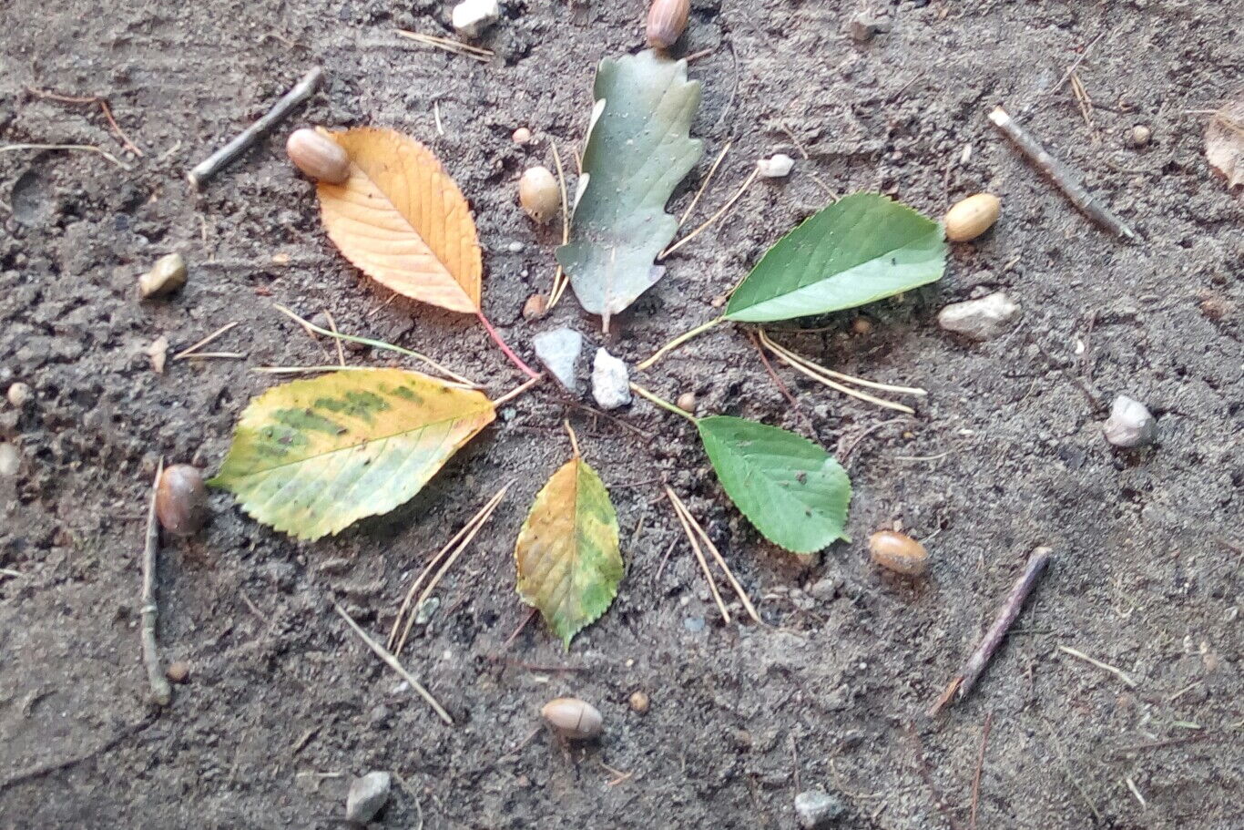 Blätter, Zweige, Steine und Eicheln zu einem Mandala gelegt auf dem Erdboden im Wald.