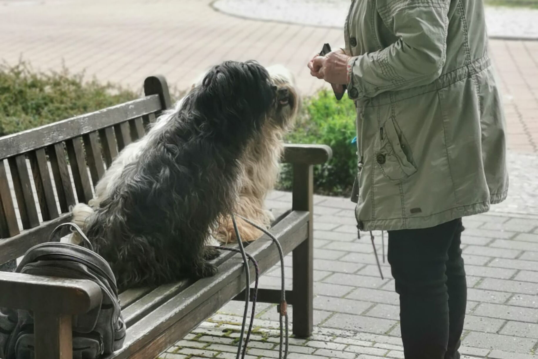 Ein zotteliger Hund sitzt auf einer Bank, Frau steht davor und blickt auf ihn hinab.