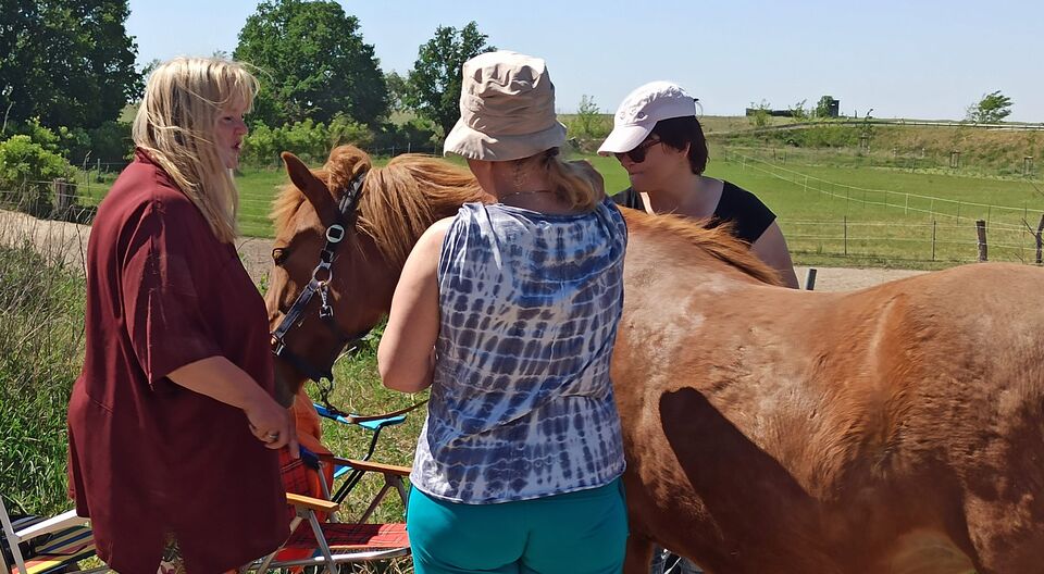 Tierische Hilfe bei Depressionen