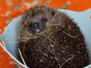 Igel auf einer Küchenwage. Auf der Anzeige steht 821 g.