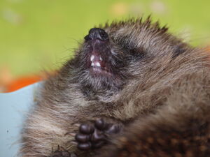 Igel liegt in einer Schale.