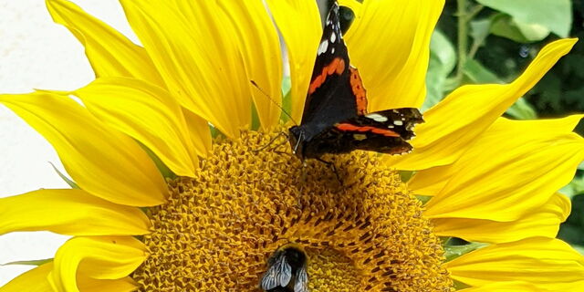 AWO Begleitete Elternschaft Friesack