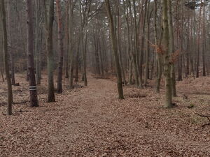 ein Waldweg der in einen Laubwald im Herbst führt.