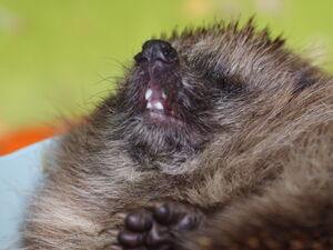 Igel liegt in einer Schale.