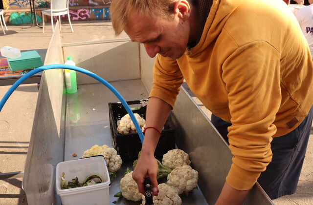 Draußen. Mann säubert Blumenkohl in einem großen Behälter mit einer Brause.