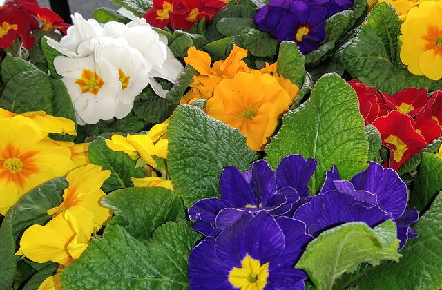 Blumen mit schönen farbigen Blüten, Gelb, Orange, Blau, Weiß | Stiefmütterchen