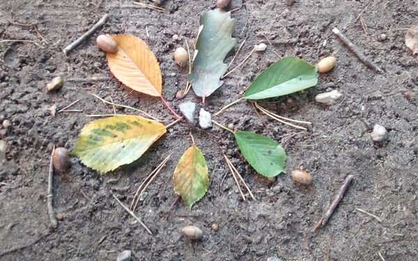 Blätter, Zweige, Steine und Eicheln zu einem Mandala gelegt auf dem Erdboden im Wald.