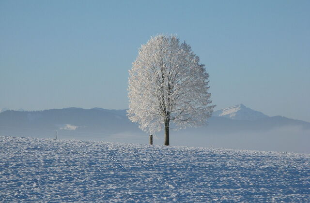 Schnee auf einer weiten Wiese. Ein Baum steht einzeln auf der Wiese. Im Hintergrund sind Berge.