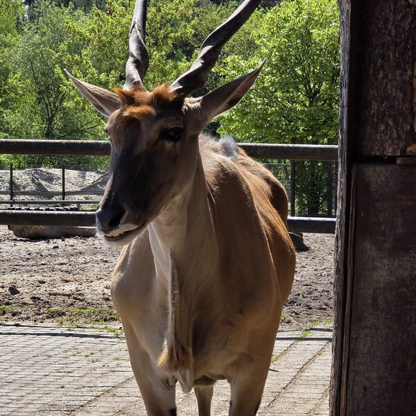 Ein Ziegenbock steht in der Sonne.