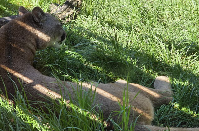 Eine Raubkatze liegt  im Schatten und schläft.