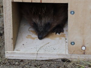 Igel schaut aus großer Holzkiste in die ein quadratisches Loch gesägt wurde.