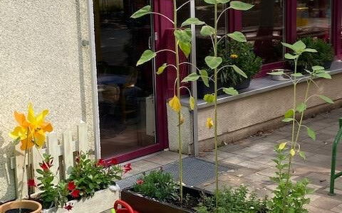 Ein Blumenkübel mit 2 Sonnenblumen die blühen und einer Kleineren im Wachstum. Vor dem Kübel stehen 6 farbige Gießkannen.