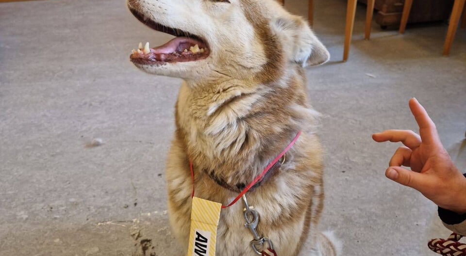 Hundebesuch im Seniorenzentrum