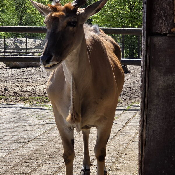 Ein Ziegenbock steht in der Sonne.