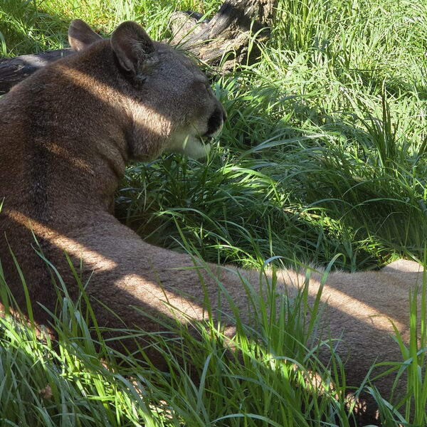 Eine Raubkatze liegt  im Schatten und schläft.